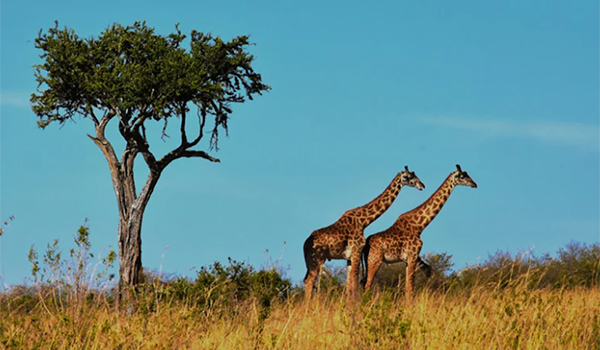 African Expedition by Private Train